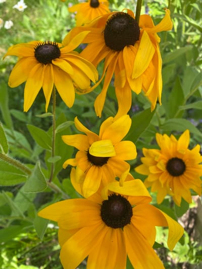 In Sainte-Anne-de-Bellevue, Canada, a close-up, eye-level, outdoor shot showcases a cluster of Black-Eyed Susans. The vibrant yellow petals, some slightly wilting, surround dark brown centers. The flowers are positioned against a backdrop of blurred green foliage and hints of purple flowers, suggesting a garden setting. The lighting appears natural, indicative of daylight. No people are present in the image, and the focus is entirely on the flora.