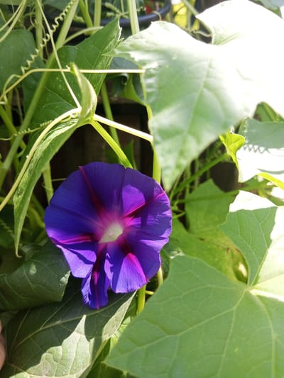 A single, vibrant purple and pink morning glory flower is in full bloom, its trumpet-shaped petals unfurling towards the viewer. The flower is partially obscured by large, green leaves, some of which are catching the sunlight, creating areas of bright highlight and shadow. Tendrils and stems of the plant are visible, suggesting it is growing upwards. The background consists of other foliage and a dark, out-of-focus area that could be a fence or wall. The lighting indicates it is daytime, likely sunny. The image captures a close-up view of the flower and its surrounding vegetation.