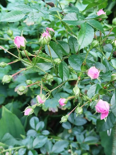 This media file is a close-up, eye-level shot of a rose bush with numerous pink rosebuds and a few partially opened roses. The background is filled with the lush green foliage of the rose bush and other plants, creating a soft, out-of-focus backdrop.
The subjects are the rosebuds and flowers, which are predominantly a soft pink color. They are in various stages of development, from tightly closed buds to those beginning to unfurl their petals. The stems and leaves are a vibrant green, with some showing thorny textures. A small insect, possibly a fly, is visible on one of the leaves in the upper left portion of the image.
There is no specific activity or event taking place; the image captures a still moment in nature.
Notable details include the freshness of the roses, suggesting they are in bloom. The lighting appears to be natural, possibly from an overcast day or shade, as there are no harsh shadows. The green foliage indicates a healthy, growing environment. There are no visible text elements in the image.
The location context provided is Крупіцкі сельскі Савет, Belarus. This suggests the image was taken in a rural area within this administrative unit in Belarus, likely outdoors in a garden or natural setting where rose bushes grow.