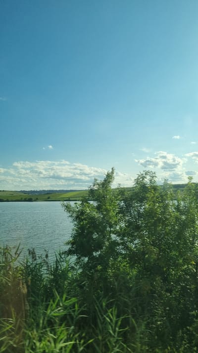 The image depicts a serene natural landscape, likely in the vicinity of Pocoleni, Romania. In the foreground, tall green reeds and grasses line the bank of a body of water. Beyond the reeds, a large lake or reservoir occupies the middle ground, its surface rippled by a gentle breeze. In the background, rolling green hills stretch towards the horizon, dotted with vegetation and a distant line of buildings. The sky above is a clear, bright blue, punctuated by scattered white, puffy clouds. The overall scene conveys a sense of tranquility and natural beauty, suggesting an undeveloped or rural area. No people or specific activities are visible.