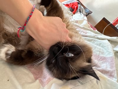 A person's left hand, adorned with a red and turquoise braided bracelet, is reaching towards a fluffy cat lying on its back. The cat has blue eyes and dark brown fur on its face, ears, and tail, with lighter brown and white fur on its body. The cat is lying on a bed with a patterned duvet. In the background, a wooden chair with red fabric is visible, along with a white wall. The scene is indoors, and no specific location in Mamaivtsi, Ukraine is identifiable.