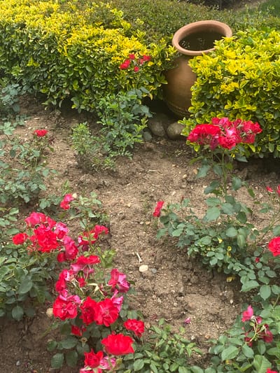 The image shows a garden scene in Çekmeköy, Turkey. The ground is composed of dry soil, with patches of red flowers and green foliage growing intermittently. A large terracotta pot is positioned on the left side of the frame, partially obscured by dense yellow and green shrubbery. The pot appears to contain water. Three dark stones are arranged near the base of the flowers.