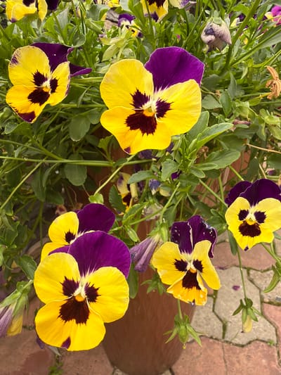 A close-up, eye-level shot showcases several yellow and purple pansies blooming in a brown planter pot. The flowers are vibrant, with distinct dark centers. Lush green leaves fill the background, interspersed with wilting purple and brown blossoms. A hint of a red brick pathway is visible beneath the planter, suggesting an outdoor urban setting. The scene is devoid of people and activity, presenting a tranquil botanical display. The location of Sukhaya, Russia is not discernible from the provided image.