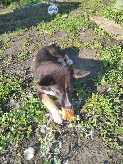 A young dog with dark fur and tan legs is lying on its stomach in a grassy area with dirt patches. The dog is chewing on a light brown, irregular-shaped object, possibly a bone or toy. There are several white feathers scattered on the ground around the dog. In the background, to the left and slightly out of focus, is a white soccer ball with blue and green markings. The environment appears to be an outdoor, semi-natural setting, possibly a yard or park, with sunlight casting shadows on the ground. The city of Кондоль, Russia is mentioned, implying the location of this scene.