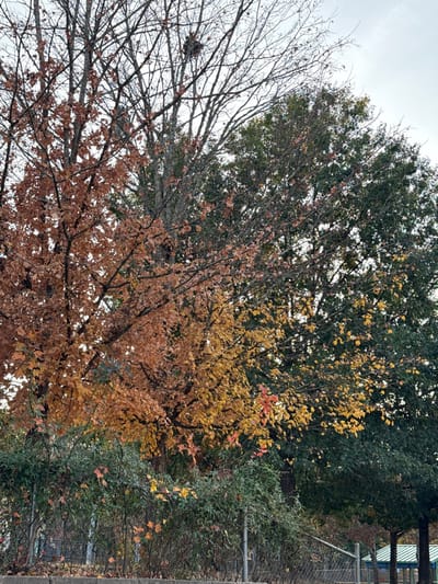 A view of trees in varying stages of autumn. One tree is bare with a nest visible in its branches. Another displays brown leaves, while a third exhibits yellow foliage with a few red accents. Lush green trees appear behind and to the side, indicating some trees retain their leaves. A chain-link fence and glimpse of a building are along the right edge. Overcast skies fill the background.