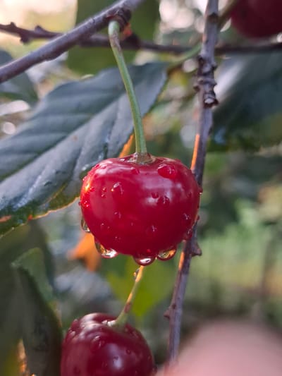 A close-up, low-angle shot captures a single ripe cherry hanging from a thin branch. The cherry is a vibrant red, glistening with numerous water droplets, some of which have formed small, clear beads and are beginning to drip. The surface of the cherry appears smooth and taut, reflecting the soft, diffused light of what seems to be late afternoon or early morning.
Behind the cherry, out-of-focus green leaves provide a soft backdrop. The branch itself is thin and dark brown, with a rough texture, and appears to be part of a larger tree. A second cherry, partially visible and slightly lower than the main subject, is also present, showing similar water droplets. The overall atmosphere is serene and natural, evoking a sense of freshness and ripeness. The location in Булаев қалалық әкімдігі, Kazakhstan, suggests this image was taken outdoors in a natural setting, likely a garden or orchard, during a time when dew or recent rainfall has occurred.