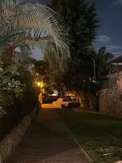 A nighttime shot features a palm tree in the foreground, its fronds arching towards the left side of the frame. Dense foliage obscures a building with lit windows in the background. To the right, a brick path and a dark grassy area run alongside a wall. The lighting is dim, casting shadows and creating a sense of depth.