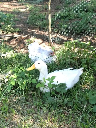 This is a medium shot of two white ducks in a grassy area in Velké Nepodřice, Czechia. In the foreground, a white duck with a yellow beak is facing to the left. Behind it, another white duck is visible, partially obscured by foliage. The ducks are situated amongst green grass and leaves, with a chain-link fence visible in the background. The ground is covered in dirt and dry leaves. The lighting suggests it is daytime, with dappled sunlight filtering through the trees.