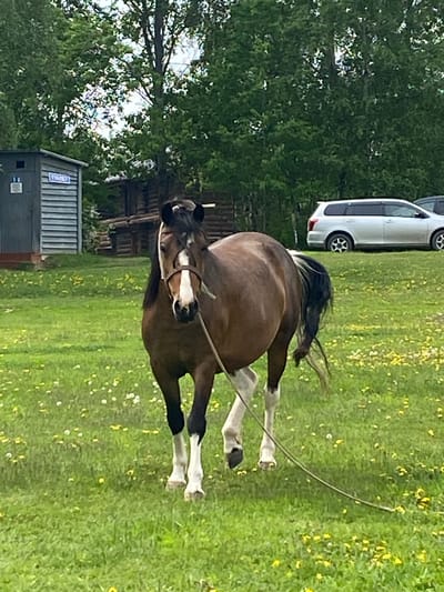 A brown horse with white markings on its legs and face stands in a grassy field dotted with yellow and white wildflowers. The horse is facing forward and appears to be tethered by a rope. In the background, there is a small wooden building, a larger wooden structure resembling a cabin or barn, and a silver car. Trees with green foliage surround the area, suggesting an outdoor, possibly rural, setting. The sky is visible in the upper portion of the image and appears overcast.