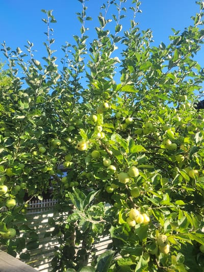 An apple tree laden with green apples is set against a clear blue sky. The sunlight illuminates the branches and fruit, creating dappled shadows on a wooden fence and a patch of grass below. In the background, a glimpse of a building and a smaller fence can be seen. This scene is likely located in the city of Gävle, Sweden, during the summer or early autumn.