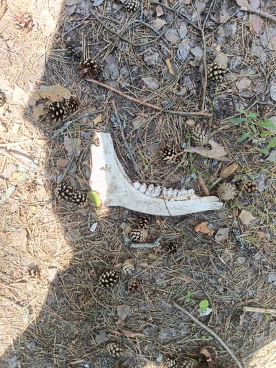 A jawbone, likely from a large animal, lies on the forest floor in Priozernyi, Russia. The jawbone is white and appears old, with visible teeth. It is surrounded by pine needles, pinecones, and dried leaves, indicating a natural woodland environment. Sunlight casts dappled shadows on the ground, suggesting it is daytime. There are no people or other animals visible in the image.