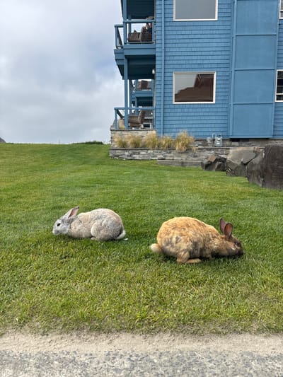 Two rabbits sit on a grassy lawn next to a blue, two-story building with windows. The building has an outdoor seating area with chairs. Behind the building is a stone wall with some plants. One rabbit is gray and the other is brown with dark spots. A concrete sidewalk is to the right of the rabbits. The sky is overcast.