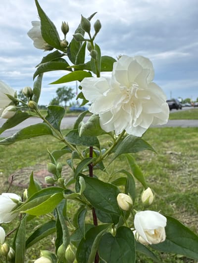 A bush with several white flowers and many green buds is shown in close-up outdoors. The plant has dark green leaves and a reddish-brown stem. The background is blurred and shows a grassy area, a paved road with parked cars, and a cloudy sky. The location is Kirishi, Russia.