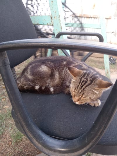 A tabby cat is sleeping on a black office chair. The cat is curled up on its side, with its eyes closed and its head resting on its paws. Its fur is striped with shades of brown and grey, and it has white markings on its chest and paws. The chair is outdoors, with grass and dirt visible on the ground around it. In the background, there is a light blue metal structure, possibly a ladder or a swing set, and a white brick wall. The scene appears to be in a backyard or a garden. The time of day is likely daytime, given the sunlight. The cat appears peaceful and relaxed. There is no visible text in the image. The location context is Rakhinka, Russia.
