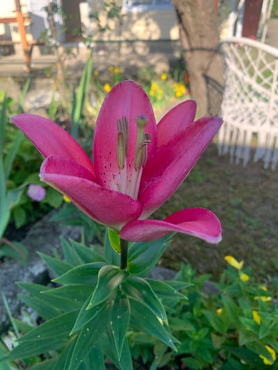 A close-up, eye-level shot features a vibrant pink lily in full bloom, its petals unfurled and pointed slightly upward. The lily's stamen, tipped with pale green, are visible at its center. Dark speckles adorn the inner surfaces of the petals. The flower is surrounded by lush green foliage, with some leaves exhibiting small white spots. In the background, out of focus, a white wrought-iron chair and the trunk of a tree are discernible. Further in the distance, hints of yellow flowers and a blurry building suggest an outdoor setting, possibly a garden in Aguy-Shapsug, Russia. The lighting suggests it is daytime, with sunlight casting shadows.