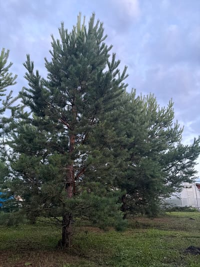 The image shows a large pine tree with dark green needles against a cloudy sky. The tree is in the foreground and fills most of the frame, with its branches extending outwards. To the right of the tree, there is a grassy area and a white structure, possibly a greenhouse or a shed, with a hint of blue tarp at the bottom. The lighting suggests it could be daytime, with the clouds indicating overcast weather. The scene appears to be outdoors, with the pine tree suggesting a natural or semi-natural setting, possibly a garden or yard. The image is taken from a low angle, looking up at the tree and the sky. There is no visible text in the image.