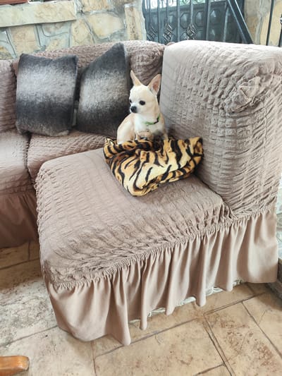 This image, captured in Brestnik, Bulgaria, depicts a small, short-haired, light fawn-colored Chihuahua dog wearing a green collar with a small bell. The dog is positioned upright, facing left, on a folded tiger-print blanket or cushion, which rests on the right armrest of a sofa. The sofa is covered in light brown, textured, elasticized slipcovers featuring a ruched pattern and a ruffled skirt extending to the floor. Two square, shaggy, dark gray decorative pillows with lighter centers are situated on the left back cushions of the sofa. The background on the left reveals a rustic wall constructed from irregularly shaped, light-colored stones. On the right, a dark metal railing with ornate scrollwork is visible, suggesting an outdoor or semi-outdoor setting. The ground consists of light brown square tiles with visible grout lines and minor surface wear.