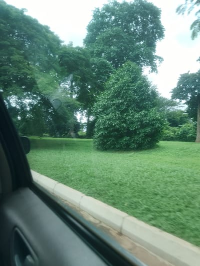 The image depicts a view from inside a vehicle, looking out at a lush green landscape. The foreground shows the interior of a car, with the door panel and a side mirror visible. Beyond the window, a well-maintained lawn stretches out, bordered by a concrete curb. Several large trees with dense foliage dominate the middle ground and background. One particularly prominent tree in the mid-right is rounded and bushy, with dark green leaves. Other trees are taller and more spread out, creating a canopy that suggests a park or a large garden. The sky appears overcast, indicating a cloudy day. The scene evokes a sense of tranquility and the natural beauty of a well-kept outdoor space. There is no visible text in the image. The setting suggests a daytime scene in a location with abundant greenery, consistent with the provided location context of Onibudo, Nigeria.