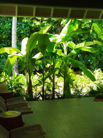 The image shows a view from a covered outdoor area, looking out onto a lush tropical garden. In the foreground, there are several lounge chairs made of wicker and wood, along with carved wooden tables. The floor is tiled in a muted green color. Beyond the seating area, a dense arrangement of banana trees and other tropical foliage is visible. Sunlight filters through the leaves, creating dappled patterns of light and shadow. A coconut palm tree trunk is partially visible on the left side of the frame. The overall impression is one of a serene and verdant outdoor space, likely a resort or private residence. The scene is consistent with the environment found in Kendhoo, Maldives, which is known for its tropical vegetation and beachside resorts. No people are visible in the image.