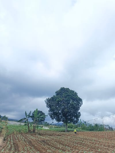 An outdoor image depicts an agricultural field in the city of Đăk La, Vietnam, under an overcast sky filled with dark gray clouds. In the foreground and midground, rows of young green plants are visible, cultivated in dark brown, tilled soil. A dirt path runs along the left edge of the frame. In the midground, a large tree with dense, dark green foliage stands prominently. To its left, a cluster of banana plants is visible. A solitary individual, wearing a bright yellow or lime green long-sleeved shirt and a white hat, stands or walks in the cultivated field to the right of the large tree. Further to the right, a white-covered structure, possibly a greenhouse or trellising system, is partially visible. The background features distant rolling hills or mountains partially obscured by atmospheric conditions.