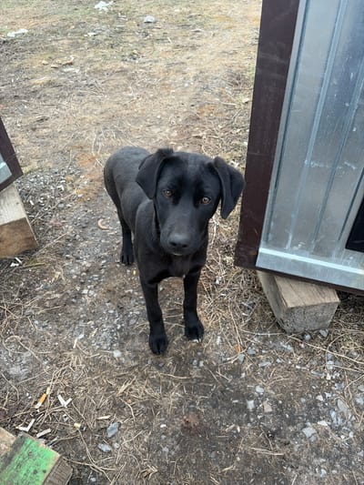A black dog stands centered in an outdoor setting in Bessergenovka, Russia, gazing directly at the viewer. The dog has short, dark fur, dark brown eyes, and floppy ears. Its posture is alert and neutral. The ground beneath the dog is an uneven mix of dirt, gravel, and dry grass, with scattered small debris including wood fragments and what appear to be cigarette butts. To the dog's immediate right, a metallic structure with a corrugated silver surface and a dark wooden frame rests upon a large timber block. A similar, partially visible wooden and metallic structure is present to the far left, also supported by a wooden block. The lighting is natural, consistent with daylight.