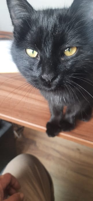 A black domestic feline, with prominent yellow eyes and black pupils, is positioned on a light brown wooden surface, looking directly at the camera. Its black fur is visible, along with multiple black whiskers extending from its snout. The cat's front paws rest on the wooden surface, which exhibits a subtle wood grain pattern. In the lower left quadrant, a human leg, clad in light-colored, possibly beige or tan, fabric, is visible along with a partial view of a hand with distinct fingers. Below the wooden surface and to the right of the human leg, a light brown wooden plank floor is discernable. The background behind the feline is indistinct and lighter in tone. The scene is located indoors in Qorovulbozor, Uzbekistan.