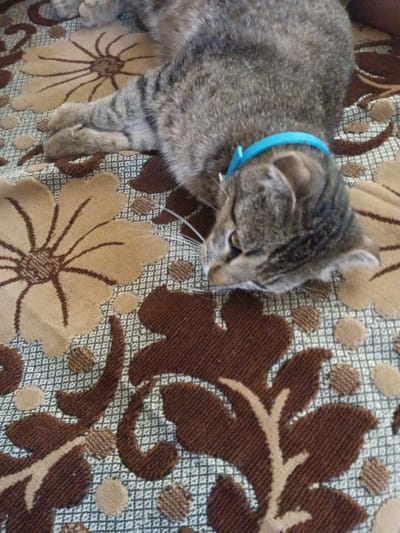 A domestic short-haired tabby cat is lying on a patterned blanket or rug. The blanket has a floral design with large, stylized flowers in shades of brown and beige against a lighter patterned background. The cat is primarily grey and brown with darker tabby stripes. It is wearing a bright blue collar. The cat is resting on its side, with its head turned towards the right of the frame. Its eyes are open and appear to be yellow or green. One of its front paws is visible, showing its fur and claws. The overall impression is one of relaxation and comfort. The lighting suggests it is daytime, and the setting appears to be indoors. There is no visible text in the image.