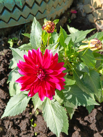 A close-up, eye-level shot showcases a vibrant pink dahlia in full bloom, its petals unfurling outwards. The flower is centered in the frame, with its leaves providing a lush green backdrop. To the left and right of the main flower, several dahlia buds are visible, some in various stages of development and others appearing wilted and dry. The dahlia plant is situated in dark soil, with small green sprouts emerging near the base of the plant. In the upper left corner of the image, a portion of a teal-colored object with a zig-zag pattern is visible, potentially part of a garden planter or decorative element. The scene appears to be outdoors, likely in a garden or park setting within the city of Dzhiginka, Russia, suggested by the presence of cultivated flora and what might be a handmade planter. The lighting suggests it is daytime, with sunlight casting shadows on the soil and leaves. There are no people present in the image.
