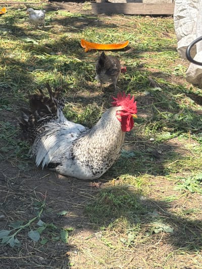 A rooster with speckled gray and white feathers and a bright red comb and wattle sits on the ground in what appears to be a rural or farmyard setting. The rooster is the primary subject, facing to the left of the frame. In the background, a hen with dark feathers stands near a piece of bright orange produce, possibly a pumpkin or squash. Further back, a small white chick is visible. The ground is covered with dry grass, dirt, and scattered green vegetation. A wooden structure is visible in the upper background, and a white tarp or bag is on the right side of the image. The lighting suggests it is a sunny day, with shadows cast across the ground. The location in Ust'-Dzhigutinka, Russia, is not discernible from the visual elements in the image.