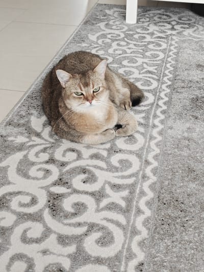 A medium shot, taken from above, shows a golden tabby cat lying on a grey and white patterned rug. The cat is curled up with its paws tucked underneath its body and is looking directly at the camera with its green eyes. The rug has a complex, ornamental pattern in white against a grey background, with a decorative border along the right side. The background consists of a light-colored floor and a hint of a white piece of furniture on the right. The image appears to be an indoor domestic scene, with no indication of a specific location in Süpplingen, Germany.