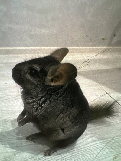 A dark grey chinchilla is positioned on a light-colored, textured surface that appears to be a floor or tabletop. The chinchilla is facing left and is in a seated posture, with its front paws resting on the surface and its hind legs tucked underneath. Its ears are large and prominent, and its eyes are dark. The background is a muted grey wall with a subtle texture. Several small, iridescent bubbles are visible floating in the upper right portion of the background. The lighting casts a shadow of the chinchilla on the surface to its right. The scene is indoors, likely in a domestic setting in the city of Demikhovo, Russia.