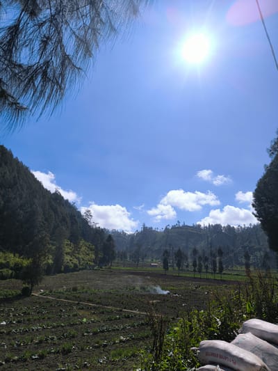 This is a landscape photograph taken in the city of Ranupane, Indonesia, on a bright, sunny day. The sky is a vivid blue with scattered white clouds. The sun is prominent in the upper right portion of the image, casting a lens flare. In the foreground, a field of cultivated crops is visible, with neat rows of green plants stretching across the dark soil. Some white bags, possibly containing fertilizer, are stacked in the lower right corner. Smoke rises from a small area in the middle of the field, suggesting a controlled burn or other activity.
To the left of the field, a steep, densely forested slope rises, its dark green trees creating a dramatic contrast with the sky. A pathway or dirt road winds through the field, leading towards the forested area. In the background, rolling hills covered in trees and vegetation extend into the distance, with a few scattered buildings or structures visible. The overall impression is one of rural agriculture in a mountainous or hilly region.