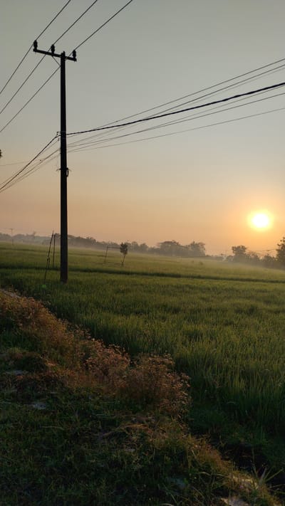 This image captures a serene rural landscape at sunrise in the village of Sumberejo, Indonesia. In the foreground, a prominent utility pole stands on the left, adorned with numerous electrical wires that stretch across the frame. To the immediate left of the pole, dry, brown grasses and weeds line a bank.

The midground is dominated by a vast, verdant rice field, its lush green stalks reaching towards the sky. A thin layer of mist hovers over the field, creating a soft, ethereal glow. In the distance, a line of trees marks the horizon, partially obscured by the mist. A simple metal frame structure stands within the rice field, its purpose unclear.

The sky above transitions from a pale yellow near the horizon to a soft gray overhead. The sun, a brilliant orb, is positioned in the upper right quadrant of the image, casting a warm, golden light across the scene. The overall atmosphere is tranquil and peaceful, indicative of an early morning in the Indonesian countryside. No people are visible in the image.