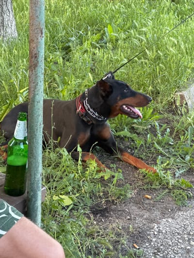 A Doberman Pinscher lies in the grass, panting with its tongue out. The dog wears a chain collar with a red accent. A green beer bottle stands upright in the foreground, next to a rusty metal pole. The background is a dense area of green grass and some trees. The scene appears to be outdoors, likely in a park or backyard. The image is taken from a medium distance, showing the dog and its immediate surroundings. No specific location in Topoli, Bulgaria is identifiable from the image.
