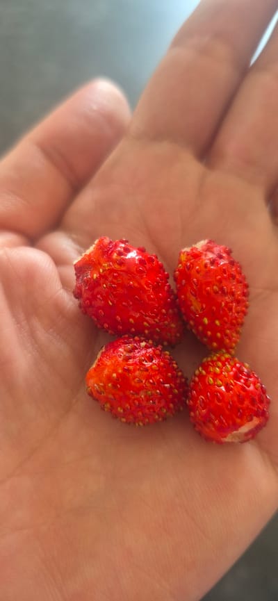 The image shows a close-up view of a person's hand holding four small, red wild strawberries. The strawberries are clustered together in the palm of the hand. Each strawberry is roughly spherical and covered in tiny yellow seeds. The hand is lightly cupped, with the fingers gently curled around the berries. The background is a soft, out-of-focus blur of light and shadow, suggesting an indoor or shaded outdoor setting. There is no visible text in the image. The lighting suggests it could be daytime, but the specific time of day or weather conditions cannot be determined from the image alone. The overall impression is one of a simple, natural subject captured in a close and personal way.