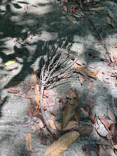 The image depicts a close-up, overhead view of dry fallen leaves and a dried plant stalk scattered on a gray concrete surface. The concrete is textured and appears to be an outdoor path or walkway, possibly in a city like Baan Nok Sai, Thailand, given the presence of tropical vegetation evidenced by the leaves. Sunlight casts dappled shadows from overhead foliage onto the scene, indicating a bright, sunny day. The leaves are various shades of brown and tan, some appearing brittle and partially broken, while the plant stalk is woody and desiccated with numerous thin branches. There are no people or animals visible in the frame. The environment suggests a natural setting possibly adjacent to a garden or park area within a Thai urban environment.