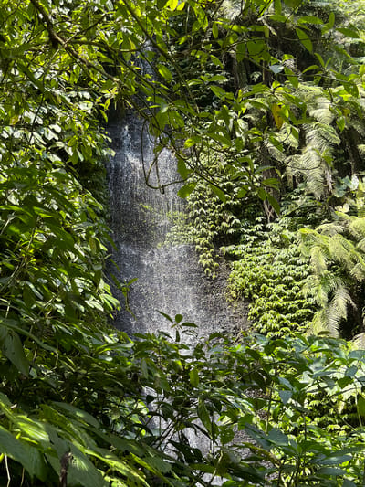 The image depicts a lush, verdant natural scene with a waterfall cascading down a dark, rocky surface. The waterfall is partially obscured by dense foliage, consisting of various green leaves and ferns. The water itself appears as a shimmering curtain of droplets catching the sunlight. The environment suggests a tropical or subtropical setting, possibly a rainforest, given the abundance of plant life. No people or specific man-made structures are visible, indicating a natural landscape. The image does not provide any direct contextual information about its location within the city of Sawan, Indonesia.
