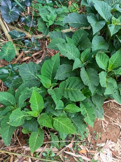 The image captures a dense ground cover of lush green foliage in an outdoor, natural setting. Various types of plants are visible, dominated by a cluster of broad-leaved plants with distinct venation and a slightly rough texture. Many of these leaves exhibit small holes and imperfections, suggesting insect damage or natural wear. Interspersed among the darker green leaves are brighter, lighter green young shoots, indicating new growth.
In the background and beneath the living foliage, dried plant matter, including bamboo-like stalks and decaying leaves, forms a textured layer on the ground. Patches of reddish-brown soil are also visible, particularly towards the bottom right corner of the frame. The lighting is bright and even, suggesting daytime conditions, possibly under an overcast sky or in a shaded area, as there are no harsh shadows. No specific activity or event is depicted, and no people or visible text are present. The scene conveys a sense of a wild, overgrown, and humid environment, consistent with the provided location context of Nebilver (Tegal) Admin Centre, Papua New Guinea.