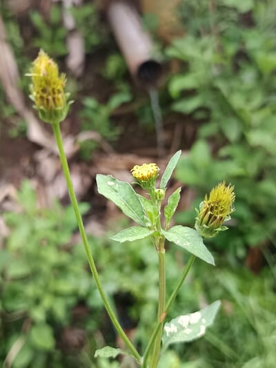 The scene, located in Sindangasih, Indonesia, captures a close-up of three yellow flower buds amidst dense green foliage. The primary subjects are two herbaceous plants in the foreground. On the left, a single tall, slender green stem supports an elongated, conical yellow flower bud. To the right and slightly lower, a separate plant features several green, ovate leaves exhibiting irregular light green or whitish markings. This plant bears a smaller, rounder, more open yellow flower bud centrally, and another elongated, conical yellow flower bud to its right. All visible plants are stationary. The background consists of out-of-focus green vegetation. A segment of a light brown, tubular object, consistent with a bamboo pipe, is visible horizontally in the upper background, with its open end facing right. No people or animals are present. The environment appears to be an outdoor, natural setting.
