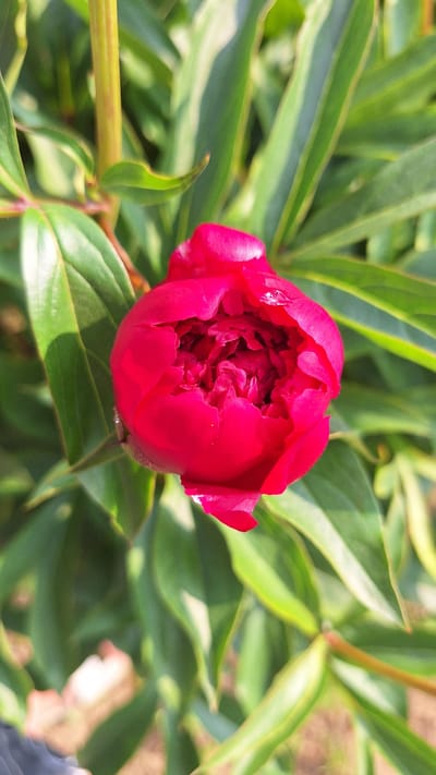 A close-up, vertical shot captures a partially opened, vibrant red peony bud surrounded by lush green foliage. The flower is the central focus, with its tightly furled petals revealing hints of deeper crimson within. Dewdrops glisten on some of the petals. The background consists of blurred green leaves and stems, suggesting an outdoor garden setting. The lighting is bright, casting soft shadows and highlighting the texture of the petals and leaves. The image appears to be taken during daylight, with the sun filtering through the leaves. No specific location in Nogliki, Russia, can be identified from the visual information provided in the image itself.