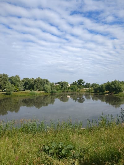 This is an outdoor, eye-level, full shot photograph of a lake surrounded by trees under a cloudy sky. The lake is in the foreground, with the far bank lined with a dense group of various green trees. The trees are a mix of deciduous species, with full, rounded canopies. In the background, beyond the trees, there are some buildings with light-colored roofs. The sky is a pale blue with numerous horizontal, wispy white clouds. The surface of the lake reflects the trees and the sky, creating a somewhat blurry, distorted image. The foreground shows a bank covered in tall green grass and reeds. The scene appears to be a park or a natural area within the city of Boryspil, Ukraine. There are no people or animals visible in the frame.