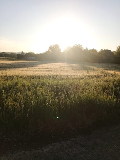 A sun-drenched field of grain stretches across the mid-ground of the image, bathed in the warm glow of sunrise. The sun, a bright, white orb, is positioned high in the sky, casting long rays that pierce through the stalks of grain and illuminate the scene with a golden hue. In the foreground, a dense patch of tall green grass stands out, its blades catching the sunlight and creating a sharp contrast with the shadowed ground beneath. In the background, two houses with red-tiled roofs are visible, nestled amongst a line of trees. The sky above is a clear, pale blue, transitioning to white near the sun. The overall impression is one of peaceful, rural tranquility, a snapshot of a serene morning in the city of Balakleia, Ukraine.