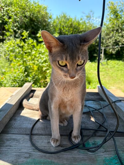In an outdoor setting with lush green foliage and a clear blue sky, a domestic shorthair cat is the central subject. The cat, with grey fur and striking yellow-green eyes, is positioned on a wooden surface, possibly a deck or porch. Its body is angled, with its head tilted slightly upwards, as if observing something or someone. A black electrical cord is present, tangled around the cat and the wooden structure, adding a touch of visual complexity to the scene.
The lighting suggests it is daytime, with sunlight casting shadows on the wood, indicating a bright, possibly warm, weather condition. The background is blurred, with soft circles of light filtering through the leaves, hinting at a sunny day and creating a bokeh effect. The overall mood is relaxed and natural, capturing a moment of quiet observation by the animal in its environment. There is no visible text in the image. The scene appears to be in a residential area, given the presence of a domestic animal and the wooden structure.