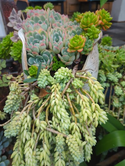 A close-up shot captures a variety of succulents in a pot. In the foreground, a burro's tail succulent displays numerous cascading strands of small, plump, pale green leaves. These strands hang down, intertwining with each other and the branches. Behind this, a cluster of pale green, finger-like leaves are visible, some bearing tiny reddish tips, indicating they are also succulents. In the background, a larger succulent with tightly packed, pale blue-green leaves edged in pink is partially visible, positioned in a white ceramic pot with a textured, aged appearance. The overall scene is dominated by green and pastel tones, with the natural textures of the plants and the pot creating a visually interesting composition. The image does not provide any information about its location in Gucheng District, China.