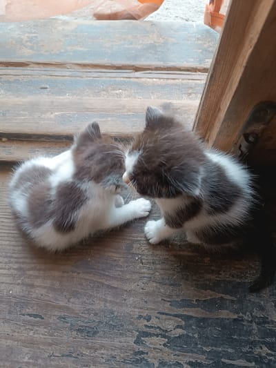 Two small kittens, one predominantly white with grey patches and the other predominantly black with white markings, are positioned on a weathered wooden surface. The kittens are facing each other, with their heads close together, appearing to be interacting or grooming. The wooden surface is made of planks and shows signs of age and wear, with chipped paint and visible grain. In the background, a sliver of an orange object, possibly a piece of fabric or plastic, is visible. The scene is illuminated by natural light, casting subtle shadows. The location of Hlobyne, Ukraine, is not discernible from the visual information provided in the image.