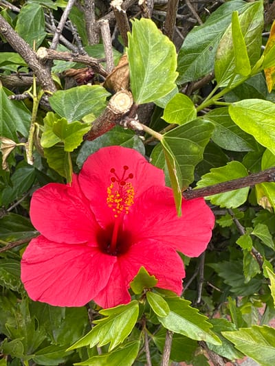 A vibrant red hibiscus flower is prominently featured, nestled among green foliage and brown branches. The flower has a dark center and a cluster of yellow stamens. The leaves are textured and vary in shade, and the branches appear to have been pruned recently. The image was taken outdoors in daylight. The location is Seal Beach, United States of America.