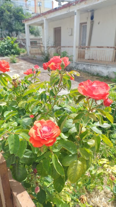 The image depicts a close-up view of a vibrant rose bush with several red and orange roses in bloom, set against a blurred background of a residential building and garden. In the foreground, a weathered wooden fence is partially visible. The building appears to be a single-story structure with a white facade, a covered porch supported by pillars, and a tiled roof. A wooden railing runs along the porch. The garden area surrounding the building shows patches of dry ground and various green foliage. The scene is located in Νέα Μηχανιώνα, Greece.