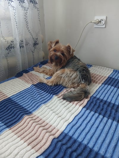 A Yorkshire Terrier is lying on a striped blanket on a bed. The dog is facing the camera, with its head resting on its paws. The blanket has stripes of blue, white, and pink. In the background, a white electrical outlet is visible on a light-colored wall, with a white plug inserted into it. Next to the bed, there are sheer white curtains with a dark floral pattern. The scene appears to be indoors, likely in a bedroom. The lighting suggests it might be daytime, but no specific time can be determined. The dog's expression is neutral, and there are no visible text elements in the image. The location context is Южный, Kazakhstan.