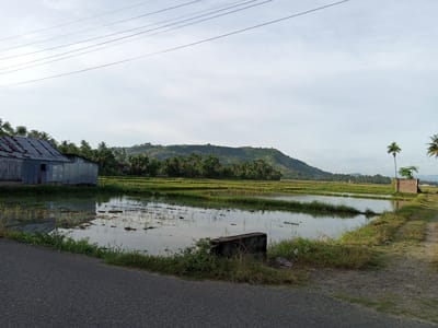 A vast, reflective paddy field dominates the foreground of this image, its surface mirroring the pale, cloud-streaked sky and the lush green vegetation that lines its edges. A corrugated metal building, likely a shed or small structure, stands to the left, its weathered facade hinting at its utility rather than aesthetics. The field is dotted with clumps of freshly planted rice seedlings, their slender stalks breaking the water's surface.
In the mid-ground, a low, rolling hill rises, covered in a dense tapestry of trees, predominantly palm trees, characteristic of the tropical landscape of Uruekanoe, Indonesia. The hill's summit is capped with a scattering of smaller trees and shrubs. Further to the right, a solitary, slender palm tree stands tall, its fronds rustling gently in the breeze, beside a small, brick structure.
The scene is bisected by a paved road on the left, its dark asphalt contrasting with the vibrant greens and blues of the natural environment. On the right, a dirt path meanders alongside the field, its surface a mix of gravel and dry grass. A low, concrete barrier, weathered and worn, sits at the edge of the field, an unassuming marker in this tranquil rural setting. The overall impression is one of serene, agricultural beauty, a snapshot of life in a verdant Indonesian landscape.