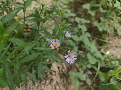 This is a close-up, eye-level, outdoor photograph of two pale purple asters in bloom, with a third unopened bud visible. The flowers have yellow centers and slender, elongated petals. They are surrounded by green foliage, some of which is slightly blurred due to a shallow depth of field. The background consists of more out-of-focus greenery and the textured surface of dry soil, suggesting an arid or semi-arid environment. The lighting appears to be natural daylight, casting soft shadows. The scene is devoid of human presence and action, focusing solely on the flora. The image composition highlights the delicate details of the asters against a natural, earthy backdrop. The overall impression is one of natural beauty in a wild or uncultivated setting, potentially within the outskirts of Panjakent, Tajikistan, known for its diverse flora.